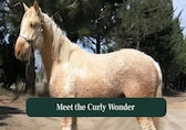 This Fluffy American Curly Horse Looks Like a Poodle