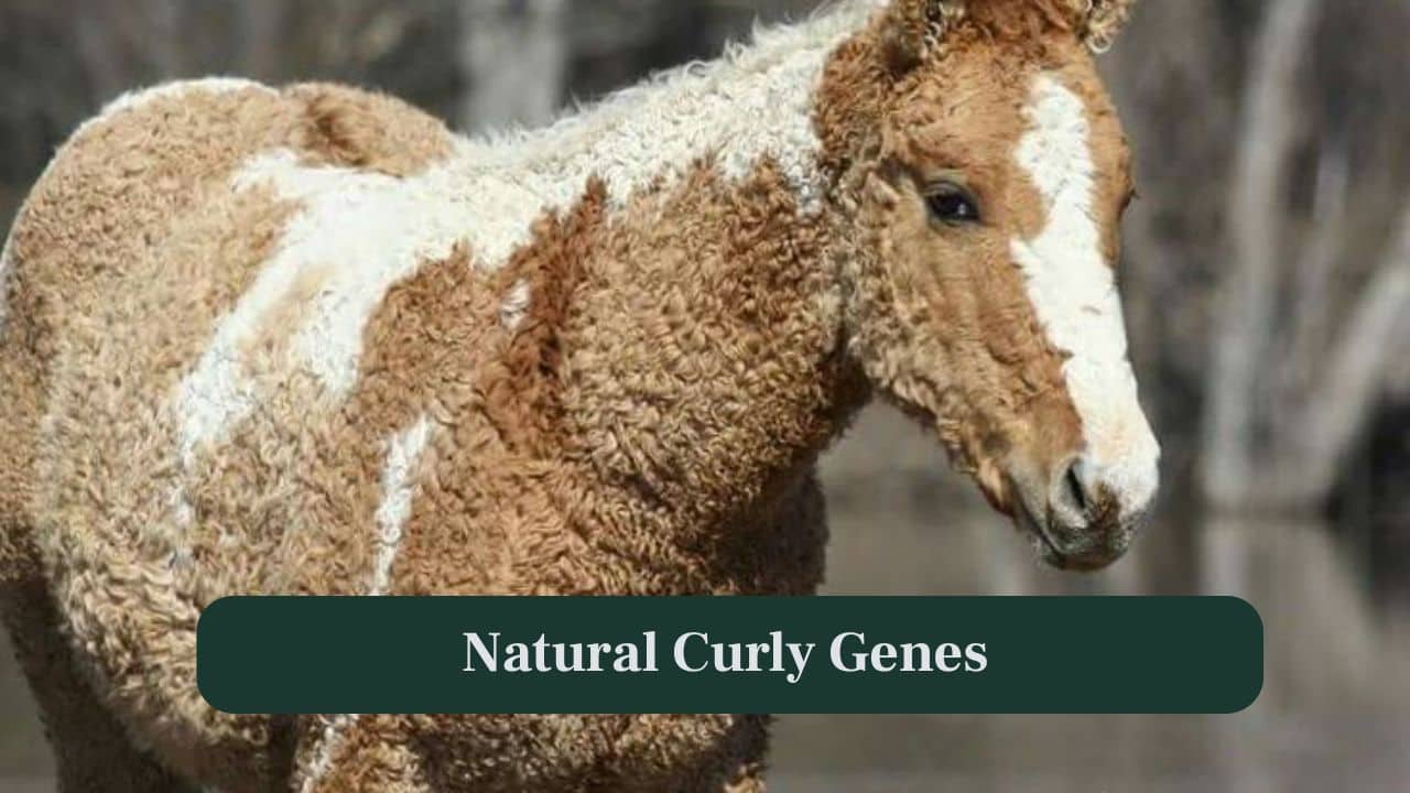<strong>3. Natural Curly Genes:</strong> The horse’s curls are caused by a dominant genetic trait, creating its distinctive appearance and setting it apart from typical smooth-coated horses. (Image: Canva)