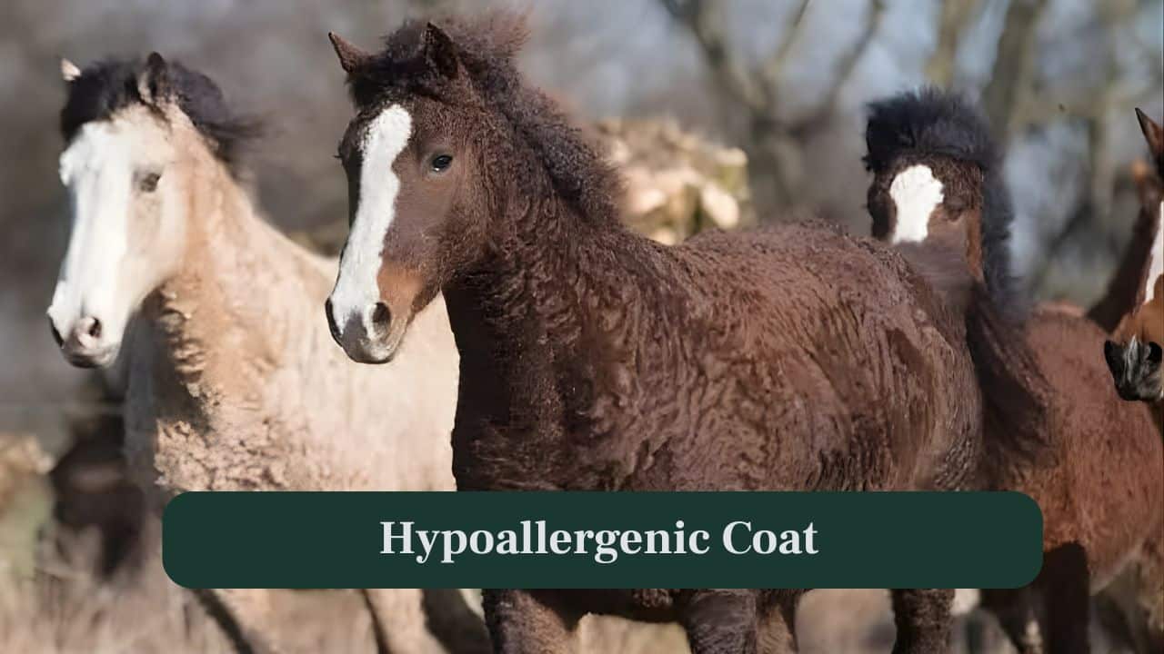 <strong>4. Hypoallergenic Coat:</strong> This breed’s curly hair is often considered hypoallergenic, making them a preferred choice for riders sensitive to regular horse hair allergens. (Image: Canva)