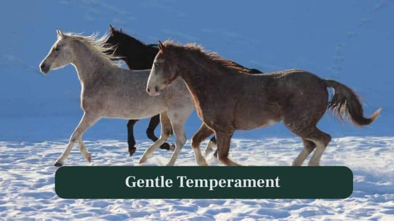 <strong>5. Gentle Temperament:</strong> American Curly horses are known for calm, friendly personalities, adding to their appeal as affectionate companions and reliable equine partners. (Image: Canva)