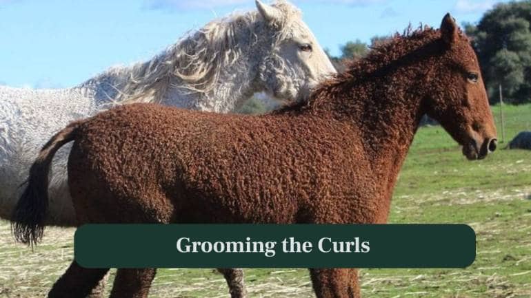 <strong>7. Grooming the Curls:</strong> Owners gently brush the horse’s curls to maintain shape, ensuring the coat stays healthy, fluffy and free from unnecessary tangles daily. (Image: Canva)