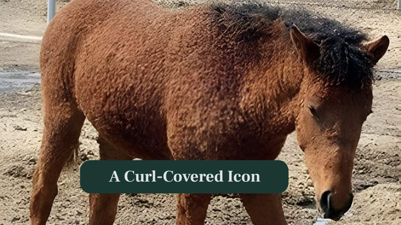 <strong>9. A Curl Covered Icon:</strong> This fluffy, poodle-like American Curly horse continues charming the world, standing proudly as one of nature’s most unique and lovable equine wonders. (Image: Canva)