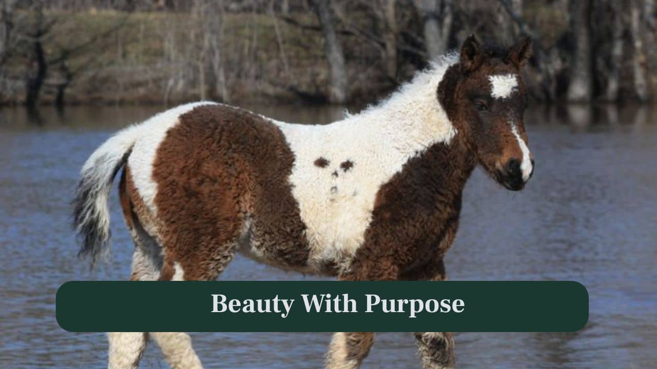 <strong>10. Beauty with Purpose:</strong> Beyond looks, these horses excel in riding, therapy and companionship, proving their curls are matched by exceptional intelligence and capability. (Image: Canva)