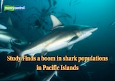 New study maps highest shark population in Eastern Pacific Islands