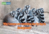 Study reveals why Lemurs are vanishing day by day in Madagascar?