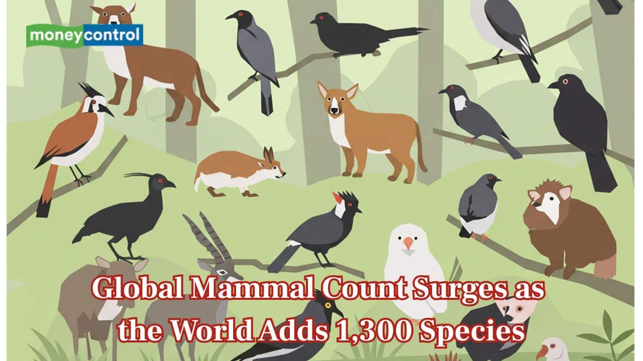 Global mammal count rises: The World gains 1,300 new species