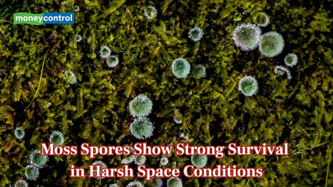 Moss spores survived nearly a year in harsh space conditions, scientists confirm