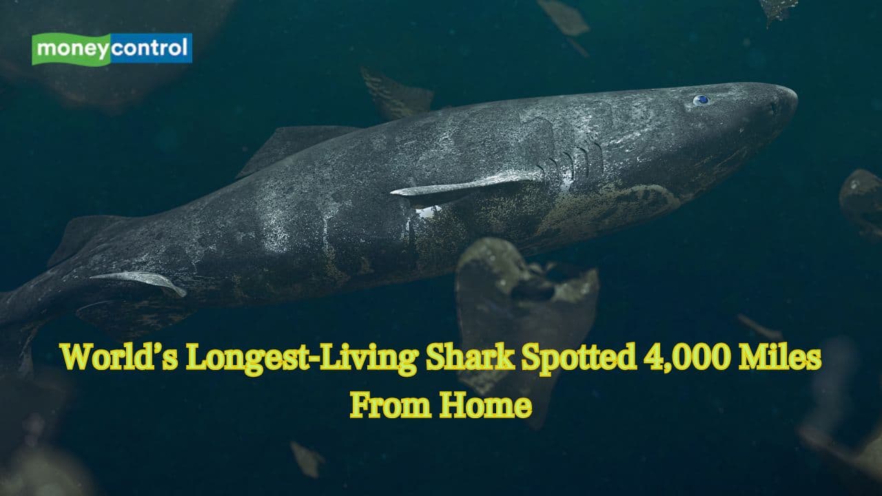 400-year-old Greenland shark spotted 4,000 miles from home