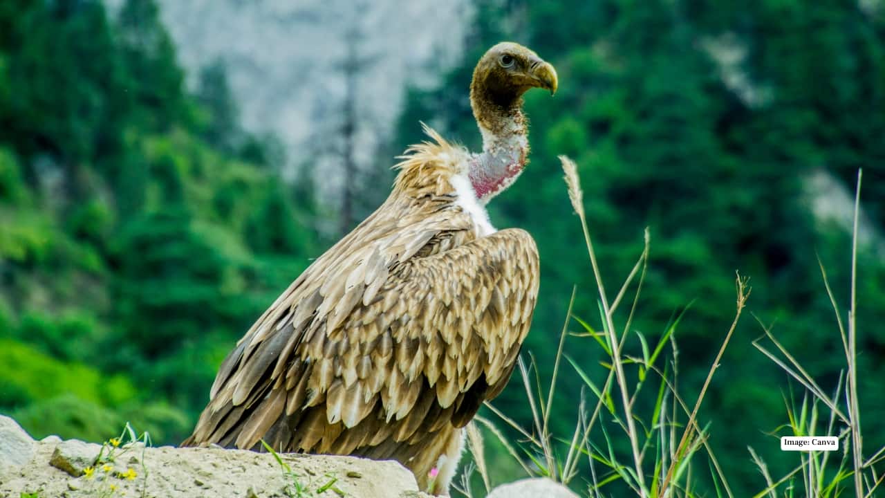 <strong>2. Kilbury Bird Sanctuary: The Himalayan Birding Hub</strong><br />Barely 15 kilometres from Nainital, Pangot feels like a place lifted straight out of a nature documentary. Mist curls through oak forests, and birdcalls echo from every direction. With over 250 species recorded here—from Himalayan Griffons to Cheer Pheasants—Pangot has quietly earned its reputation as the state’s birdwatching capital. Many lodges even have hides built into the landscape, letting you watch the action unfold without moving an inch.