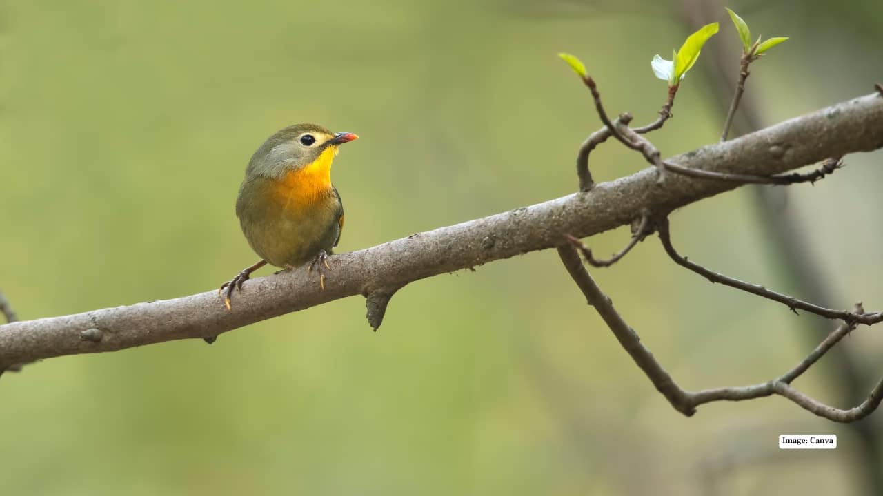 <strong>3. Sattal: Seven Lakes and Endless Birds</strong><br />Sattal’s charm lies in its mix of serenity and surprise. One moment you’re staring at still waters; the next, a Red-billed Leiothrix darts across your path. The forests around the cluster of seven lakes brim with flycatchers, woodpeckers and owls. Photographers love Sattal for its soft morning light and easy access to forest trails.