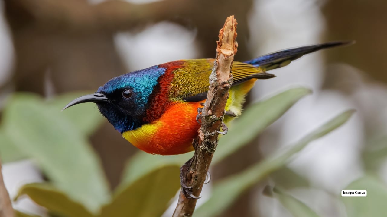 <strong>4. Binsar Wildlife Sanctuary: Birding Above the Clouds</strong><br />Perched high in the Kumaon hills, Binsar feels like a world suspended between sky and forest. The sanctuary’s dense oak and rhododendron woods are home to over 200 species, from the Green-tailed Sunbird to the elusive Forktail. Zero Point, the highest viewpoint, offers sweeping Himalayan vistas—and unforgettable birdwatching at dawn.