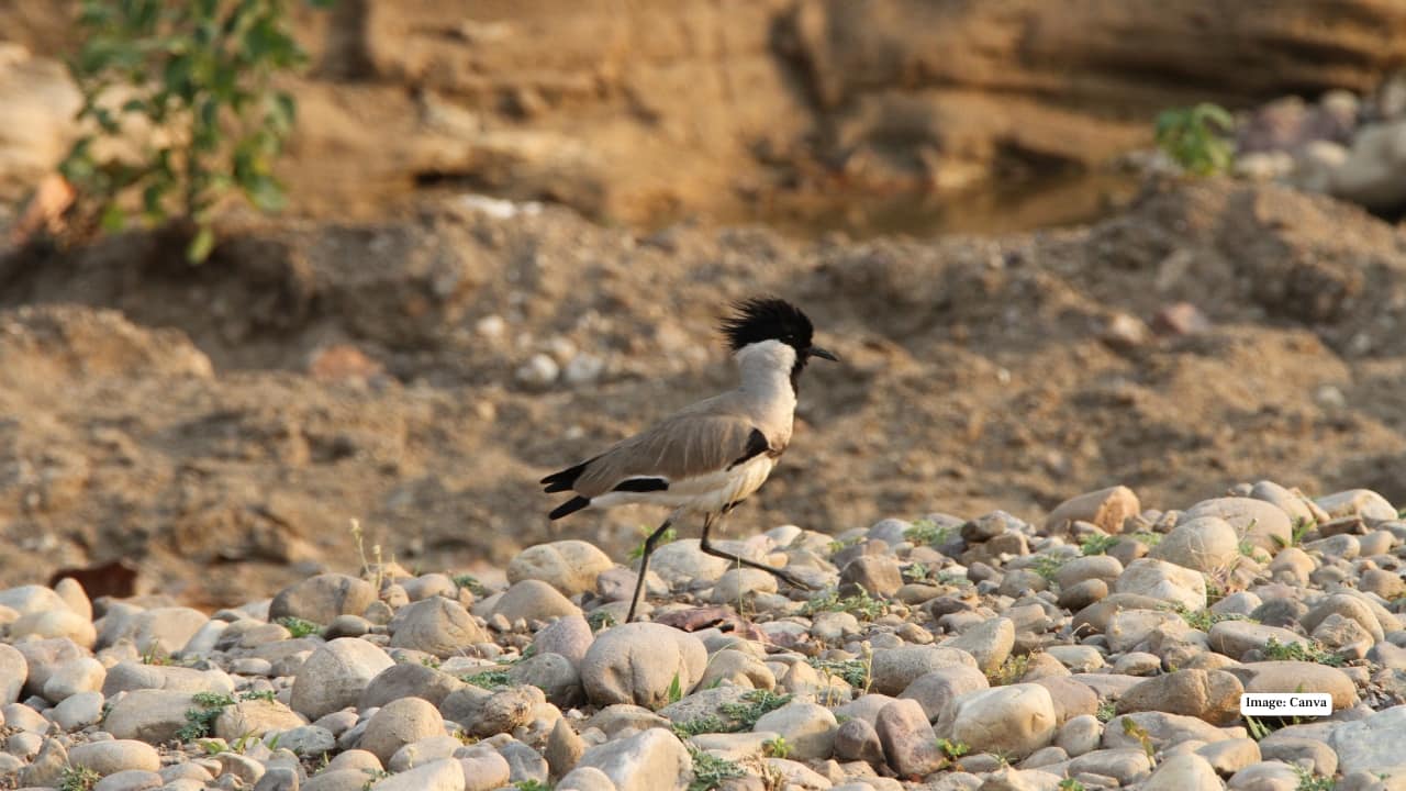 <strong>5. Rajaji National Park: Nature’s Avian Ensemble</strong><br />Rajaji’s sweeping sal forests and riverine stretches create a stage for some of the region’s most charismatic species. Great Hornbills, Crested Serpent Eagles, barbets and kingfishers thrive in its varied habitats. The park’s location along the Shivalik migration corridor makes it a rewarding winter stop for birdwatchers seeking movement and drama in the skies.