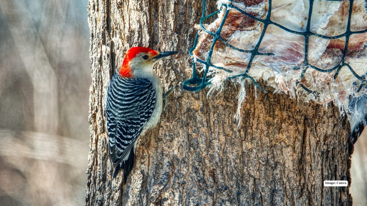 <strong>6. Kedarnath Wildlife Sanctuary: Wilderness on a Grand Scale</strong><br />Stretching across a dramatic range of altitudes, Kedarnath Wildlife Sanctuary is one of the richest bird habitats in the Himalayas. The forests shelter the Rufous bellied woodpecker, Koklass Pheasant, Himalayan Griffon and a host of rare thrushes and warblers. It’s rugged, untouched and immensely rewarding.