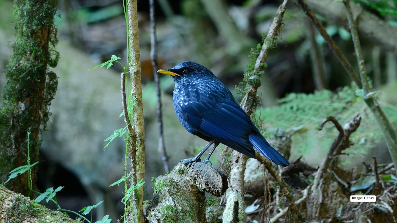 <strong>9. Gangotri National Park: Birds at the Roof of the World</strong><br />Gangotri’s stark, high-altitude landscapes might seem barren, but they’re alive with surprises. Blue Whistling Thrushes, Himalayan Snowcocks, rosefinches and accentors thrive in these icy valleys. For birders willing to venture into raw Himalayan terrain, Gangotri is one of the most rewarding yet underrated destinations.