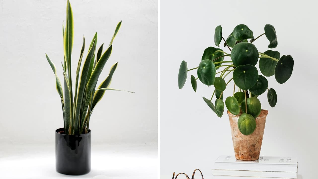 <strong>Improve the air inside your home</strong>: He suggested keeping more indoor plants such as snake plants, spider plants, money plants, aloe vera, and rubber plants, as they help clean the air. Dr. Chopra also recommended using a humidifier, especially with oxygen support if advised. “Use air purifiers and ventilate your home by opening windows strategically when AQI is low,” he added. (Picture Credit: Canva)