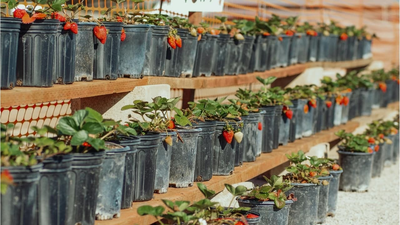 Indoor gardening tips: Grow fresh strawberries in pots at home this winter with these easy hacks