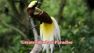 <strong>Greater Bird-of-Paradise:</strong> These spectacular birds mesmerise with flowing plumes and perfectly timed movements. Males clear a display perch, spread golden feathers, and perform rhythmic dances to attract females in dense New Guinea forests. (Image: Canva)