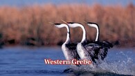 <strong>Western Grebe:</strong> These elegant waterbirds engage in an extravagant 