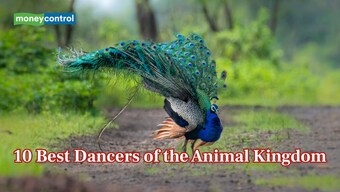 From Birds-of-Paradise to Peacock Spiders: 10 best dancers of the animal kingdom