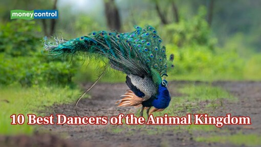 From Birds-of-Paradise to Peacock Spiders: 10 best dancers of the animal kingdom