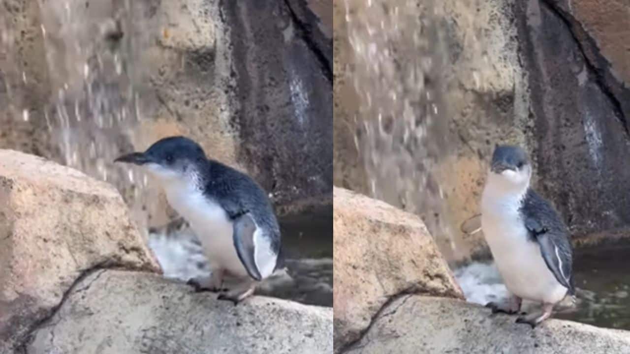World’s oldest little penguin, Lazzie, turns 25 at Cincinnati Zoo