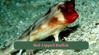 <strong>1. Red Lipped Batfish:</strong> Meet the Red-Lipped Batfish, a bizarre ocean creature famous for its bright red lips and unusual walking behaviour. (Image: Canva)