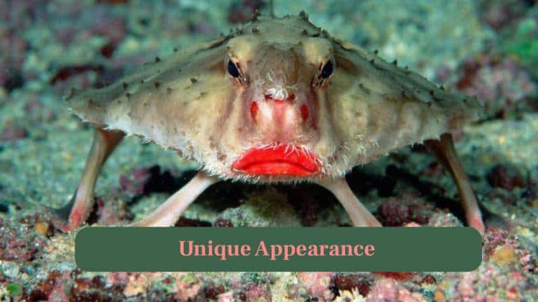<strong>3. Unique Appearance:</strong> Its flat body, large pectoral fins and vivid red lips give it a surreal, almost cartoon-like appearance under water. (Image: Canva)