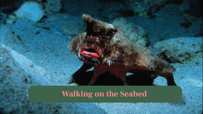 <strong>4. Walking on the Seabed:</strong> Instead of swimming, this batfish uses its fins to “walk” along the ocean floor slowly and deliberately. (Image: Canva)
