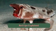 <strong>5. Red Lips Explained:</strong> The bright red lips help attract mates and may play a role in communication between individual batfish. (Image: Canva)