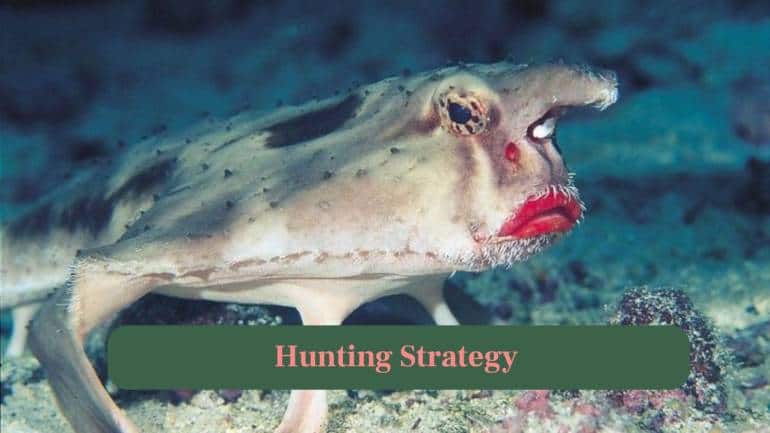 <strong>7. Hunting Strategy:</strong> The batfish ambushes prey using its lure, remaining camouflaged on the ocean floor for safety. (Image: Canva)