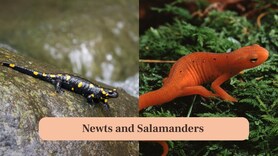 Newts vs Salamanders: Spotting the hidden differences