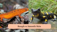 <strong>2. Rough vs Smooth Skin:</strong> Many newts have bumpy, rough skin, while most salamanders feature smooth, moist skin ideal for land and aquatic living. (Image: Canva)