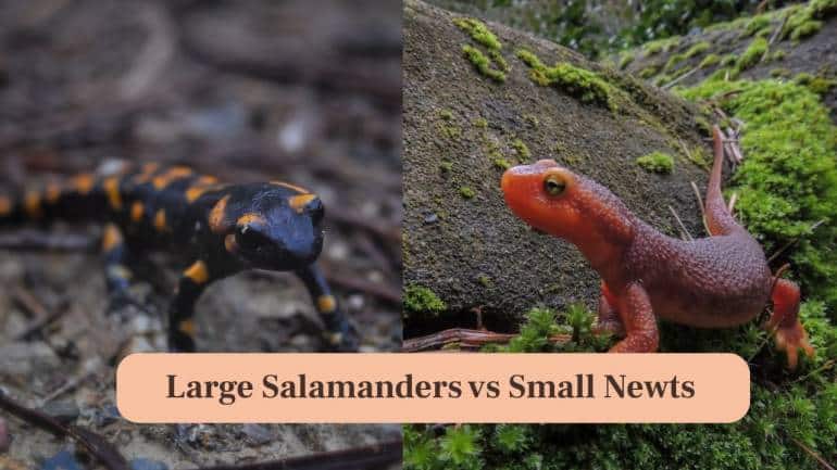 <strong>3. Large Salamanders vs Small Newts:</strong> Salamanders’ smooth skin helps them retain moisture, while newts’ skin may appear warty or rough for semi-aquatic survival. (Image: Canva)