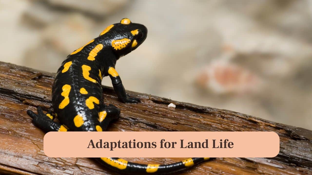 <strong>7. Adaptations for Land Life:</strong> Salamanders possess rounder tails and distinct toes, which help them navigate damp forest floors and terrestrial habitats efficiently. (Image: Canva)