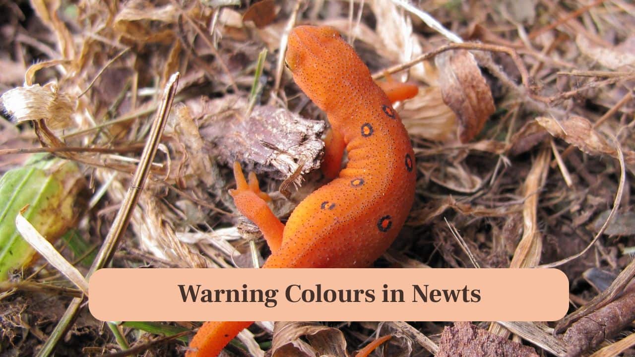 <strong>8. Warning Colours in Newts:</strong> Brightly colored newts often signal toxicity to predators, using striking hues to warn and deter potential threats in their habitat. (Image: Canva)