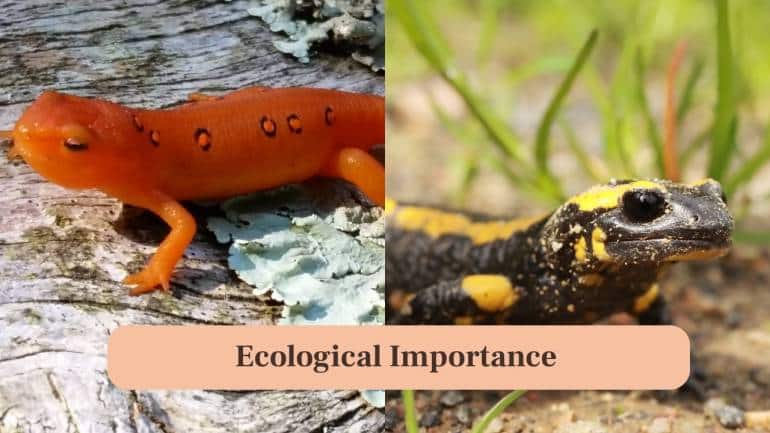 <strong>10. Ecological Importance:</strong> Newts and salamanders play vital ecological roles, controlling insect populations and supporting aquatic-terrestrial food chains. (Image: Canva)