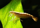 Bamboo Shrimp rediscovered in India after 72 years