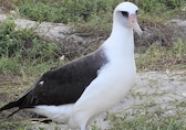 'Wisdom' the Albatross returns to Midway Atoll to nests again at the age of 75