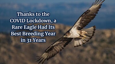 This threatened eagle had a baby boom during the COVID lockdown; the reason is fascinating