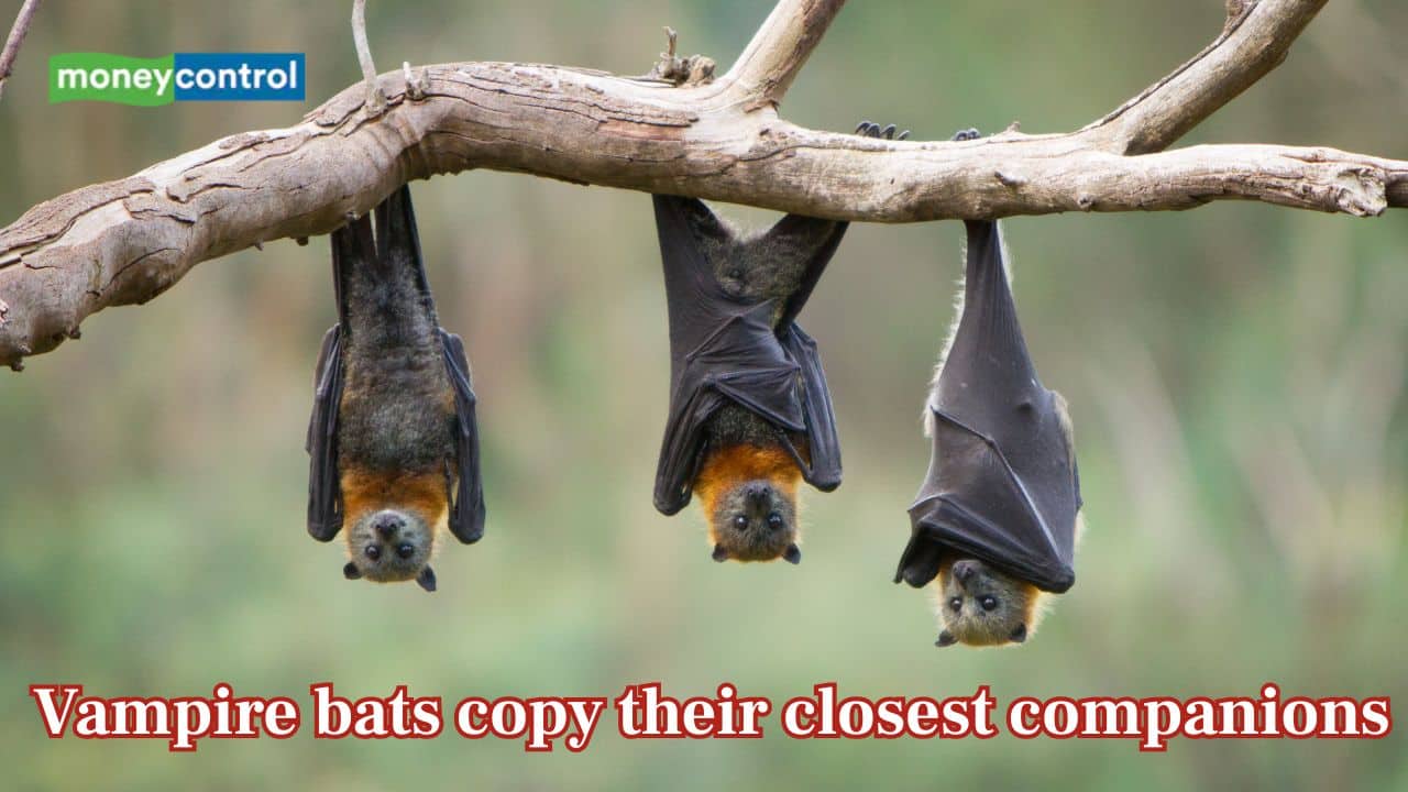 Bat besties match voices: Study shows vampires copy close companions