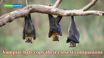 Bat Besties Match Voices as Study Shows Companions Copy Each Other (Image: Canva)