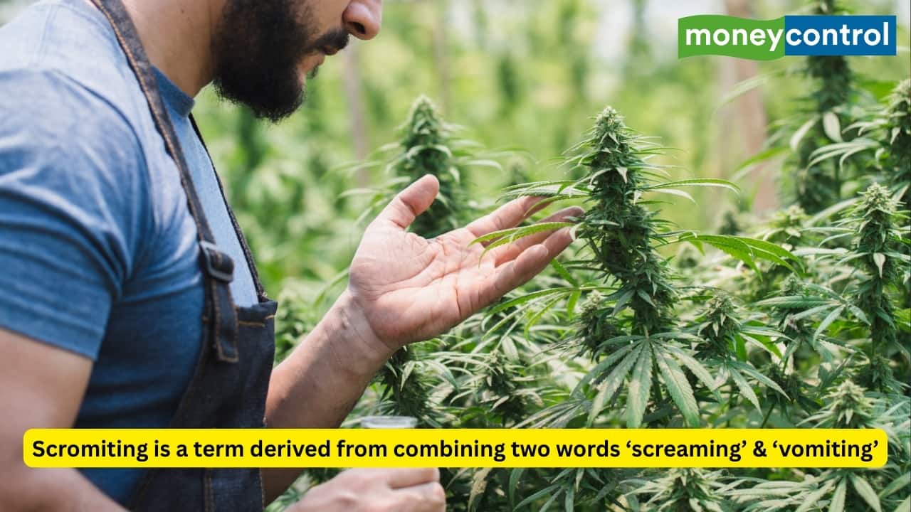 Chronic cannabis users suffer brutal side effect ‘scromiting’; Here’s why it’s a rising concern