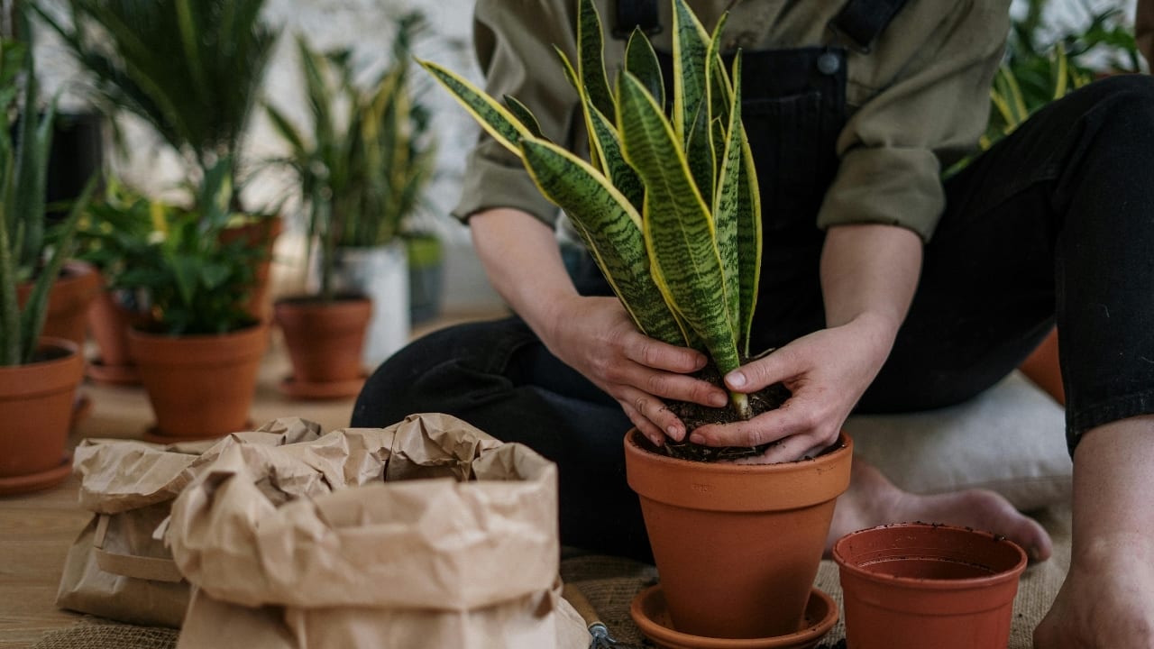 7 reasons why you should grow and care for Snake Plants in your home