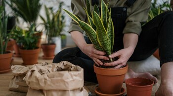 cost of aloe vera plant Aloe Vera 4" Pot / Nursery Pot