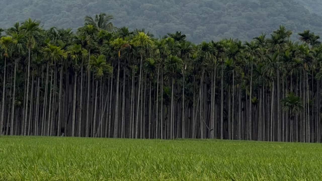 Mountain view at Isha Foundation - Guests were treated to the serene landscape surrounding the venue. The lush hills added a natural calm to the intimate celebration.