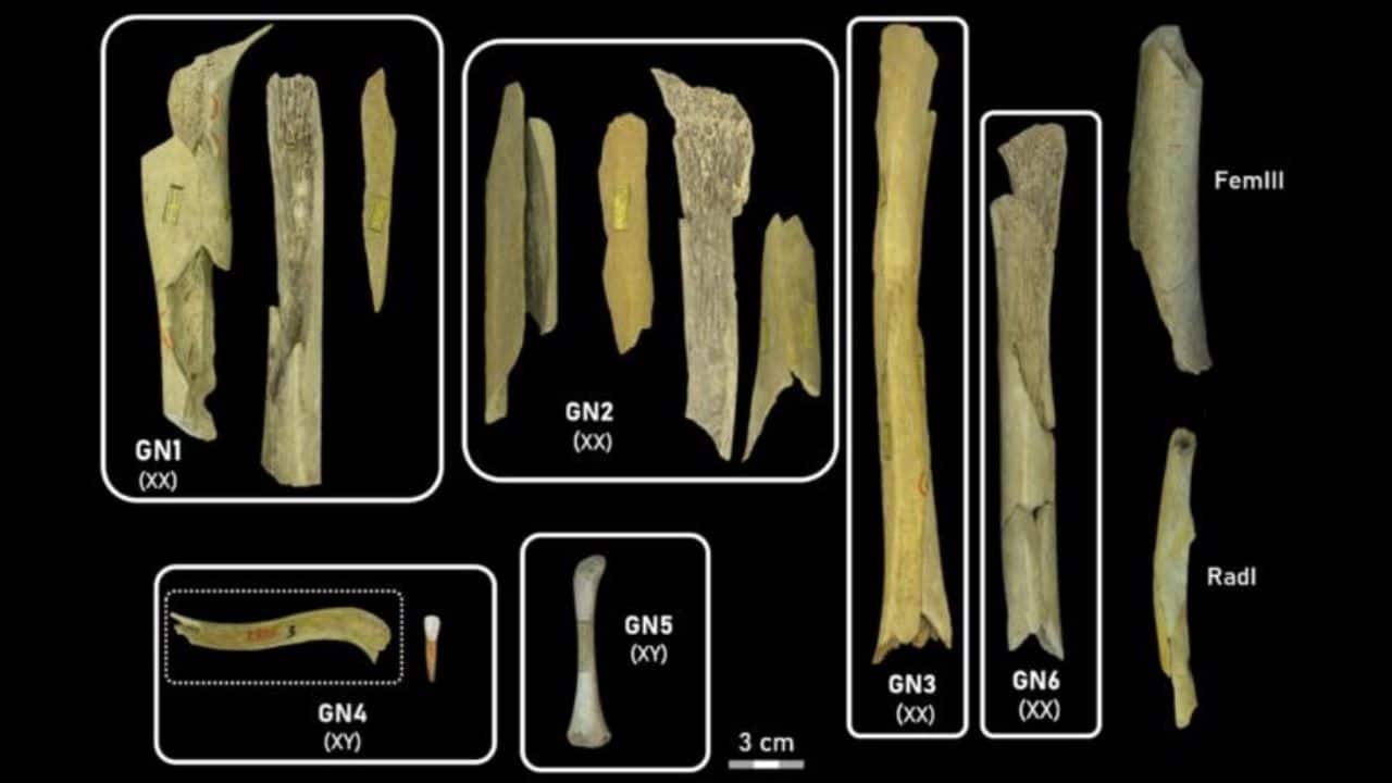 Researchers reveal targeted cannibalism of Neandertal women and children at Goyet