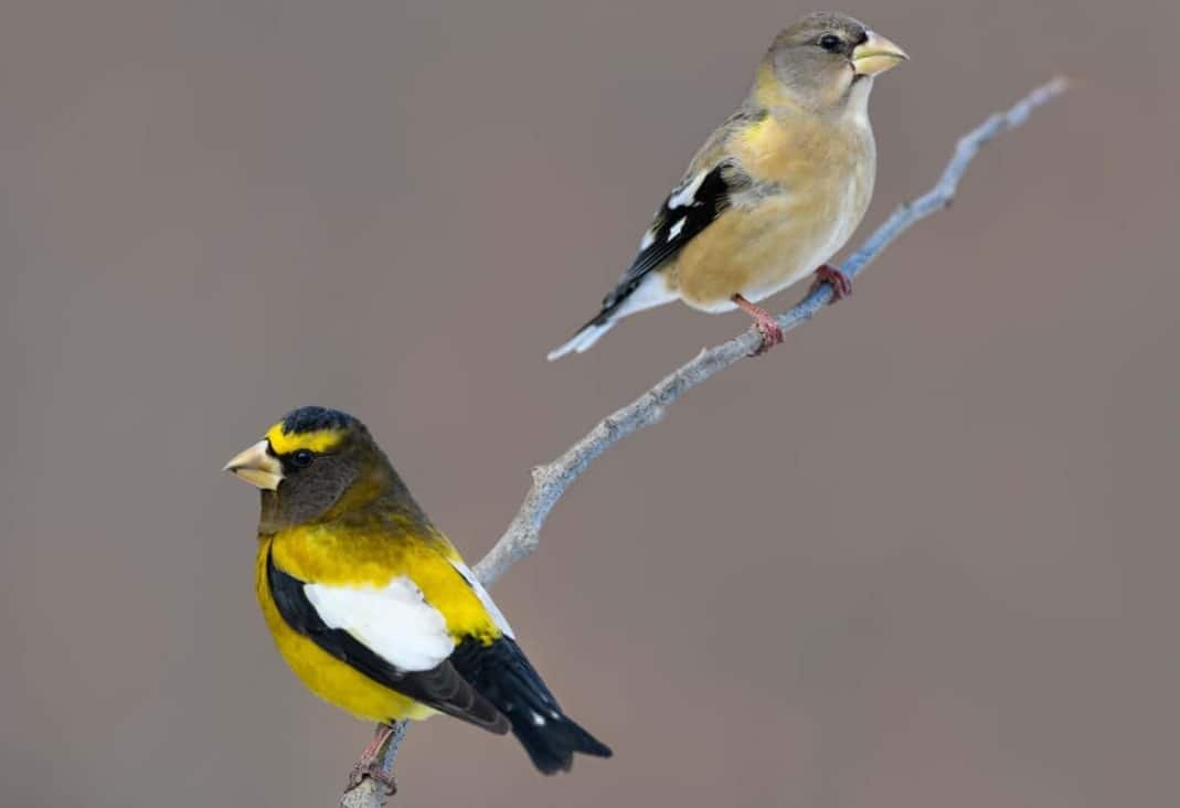 Once scarce across North America, the Grosbeaks are showing life. (Image: Danita Delimont)