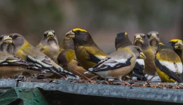 Evening Grosbeaks illustrate how persistence and research can help species survive. (Image: Valleyboi63)
