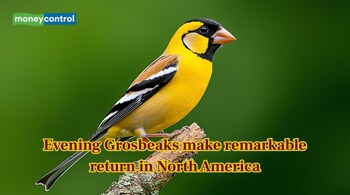 Evening Grosbeaks make remarkable return in North America (Image: Canva)