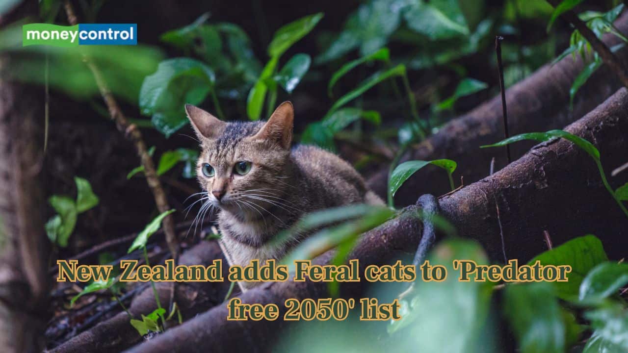 New Zealand adds Feral cats to 'Predator free 2050' list, aim to ...